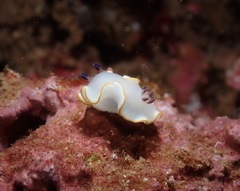 Ardeadoris scottjohnsoni