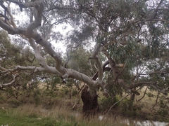 Eucalyptus camaldulensis