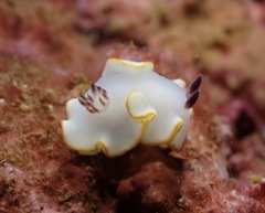 Ardeadoris scottjohnsoni