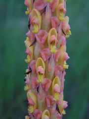 Disa chrysostachya