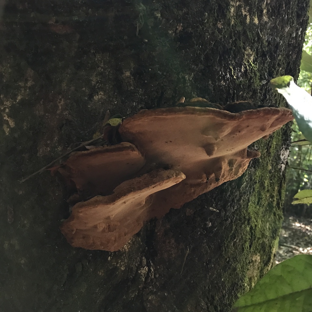 Fuscoporia senex