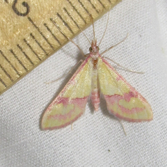 Choristostigma perpulchralis