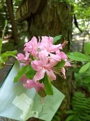 Rhododendron prinophyllum