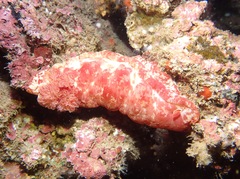 Hexabranchus