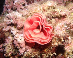 Hexabranchus