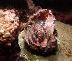 Dardanus sanguinocarpus