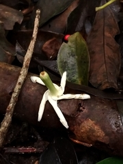 Apocyneae