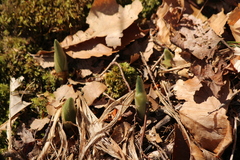 Cypripedium acaule