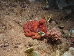 Callistoctopus luteus