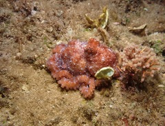 Callistoctopus luteus