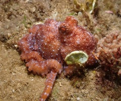 Callistoctopus luteus