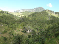 Eucalyptus urophylla