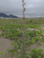 Chenopodium acuminatum