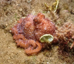 Callistoctopus luteus