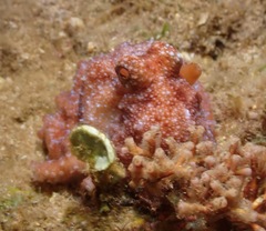 Callistoctopus luteus