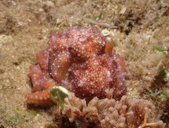 Callistoctopus luteus