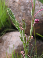 Zaluzianskya microsiphon