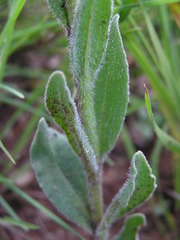 Zaluzianskya microsiphon