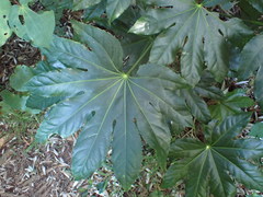 Fatsia