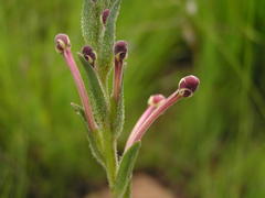 Zaluzianskya microsiphon