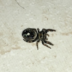 Phidippus audax