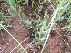 Zaluzianskya microsiphon