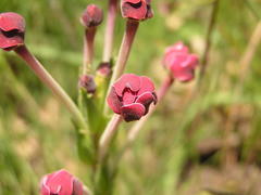 Zaluzianskya microsiphon