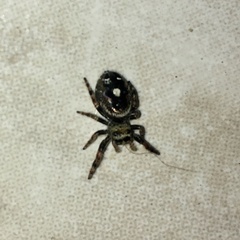 Phidippus audax
