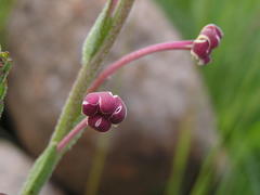 Zaluzianskya microsiphon