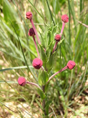 Zaluzianskya microsiphon