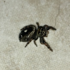 Phidippus audax