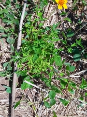 Kallstroemia grandiflora