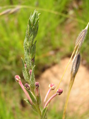 Zaluzianskya microsiphon