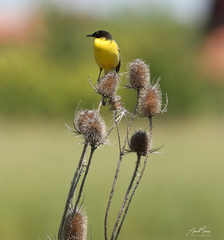 Motacilla flava feldegg