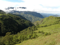 Eucalyptus urophylla