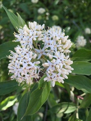 Cornales