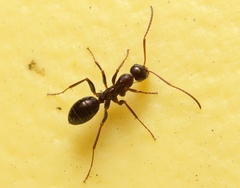 Formica pallidefulva