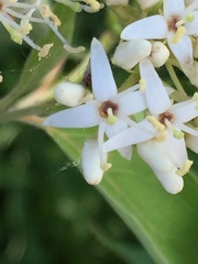 Cornales