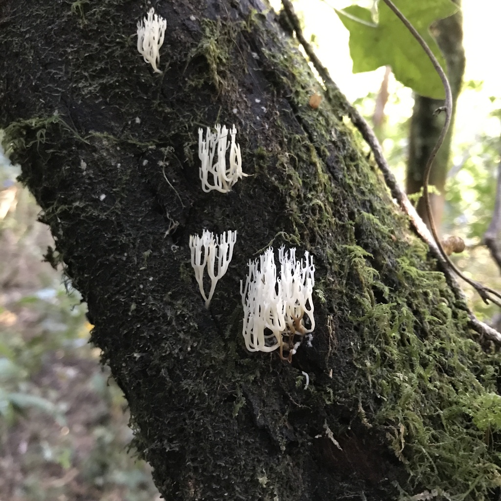 Artomyces adrienneae