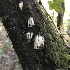 Artomyces adrienneae