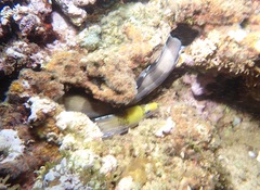 Gymnothorax rueppelliae