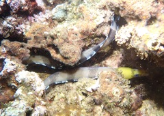 Gymnothorax rueppelliae