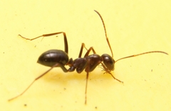 Formica pallidefulva