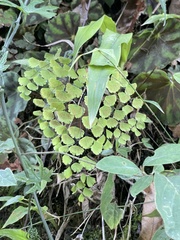 Adiantum poiretii
