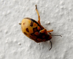 Pachycoris torridus