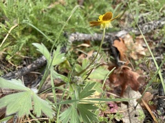 Ranunculus austro-oreganus