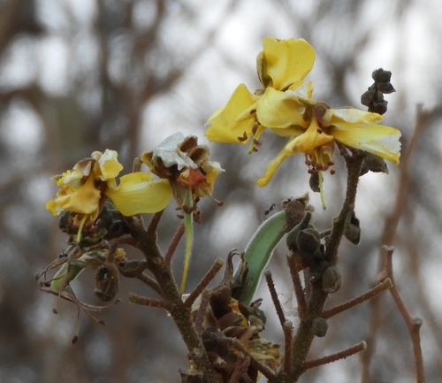 Erythrostemon palmeri, photograph 5