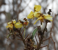 Erythrostemon palmeri, photograph Francisco Farriols Sarabia, CC BY, iNaturalist via GBIF