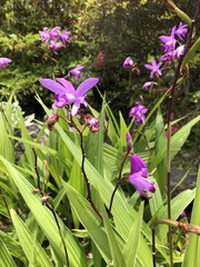 Bletilla