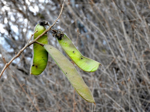 Erythrostemon palmeri, photograph 6